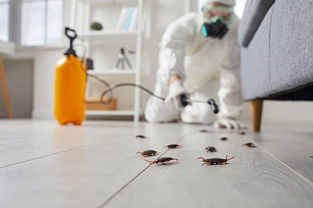 Commercial Kitchen Cockroach Control in Helotes